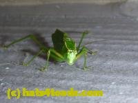 /home//u458753944/public_html/sourcegallery//////////Insects and small critters/grasshoppers and crickets (Orthoptera)/P1030161.JPG
